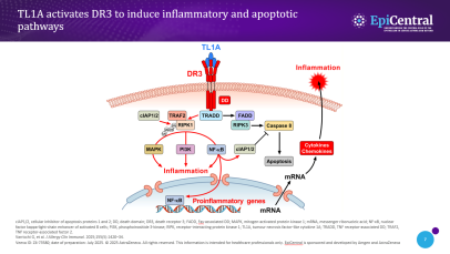 TL1A in asthma