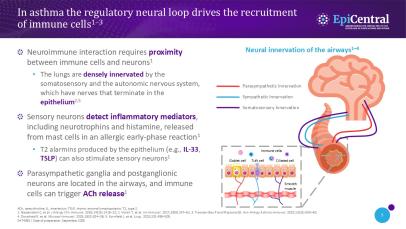 Slide describing the role of the regulatory neural loop driving the recruitment of immune cells