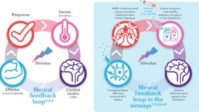 Infographic explaining the neural feedback loop in the airways