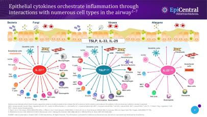 The role of epithelial cytokines in epithelial-driven inflammatory diseases thumbnail