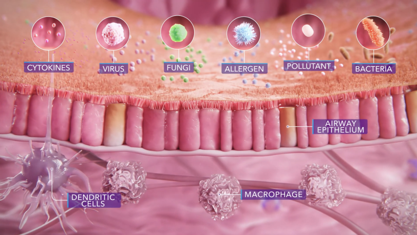 Role of the epithelium in asthma - Module teaser image