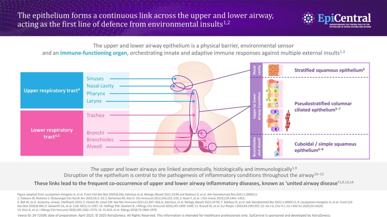 Infographic showing upper and lower airways