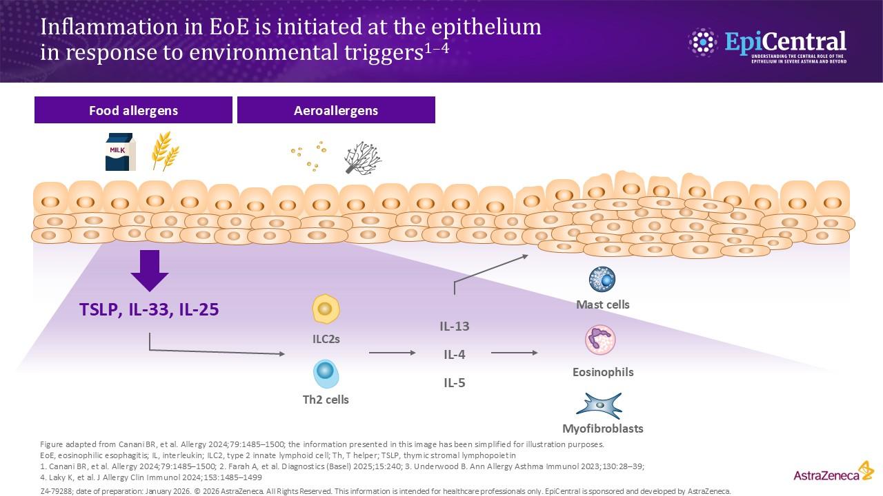 Diagram illustrating how signalling pathways involved in inflammation in EoE are initiated in response to environmental triggers